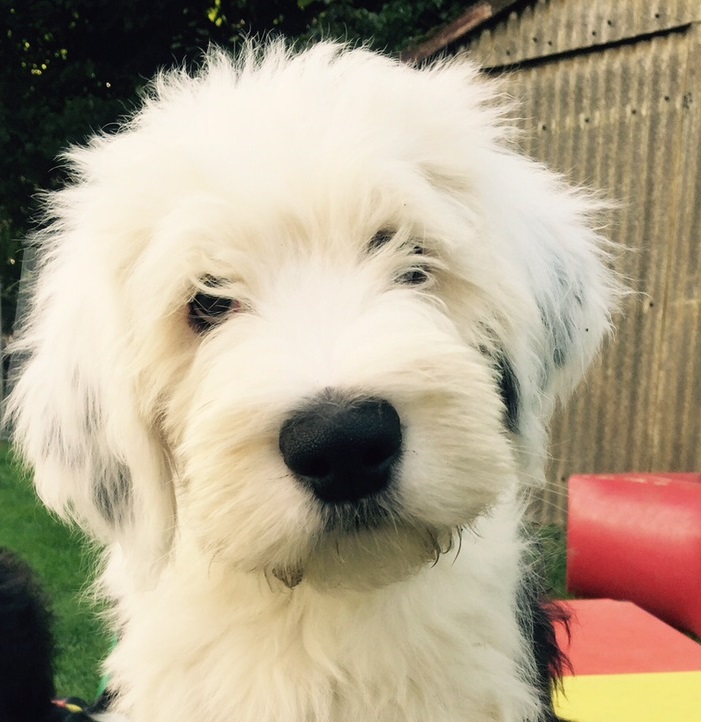 Kö-Pi`s 599 Bobtail-Old English Sheepdog seit 1979 VDH FCI