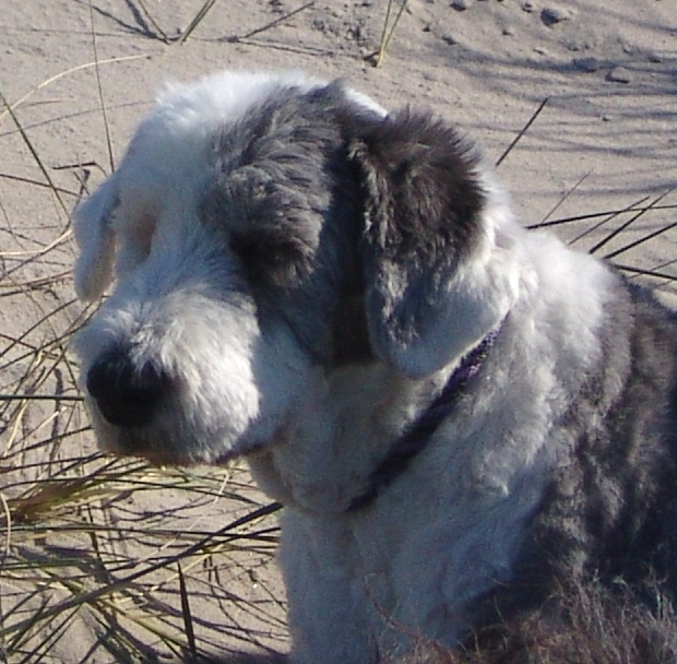 Kö-Pi`s 599 Abbala ( Abba ) 27.02.1998 - 12.02.2011