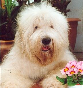 Kö-Pi`s 599 Frappato gen. ( Frappato ) 09.06.1997 - 22.07.2010