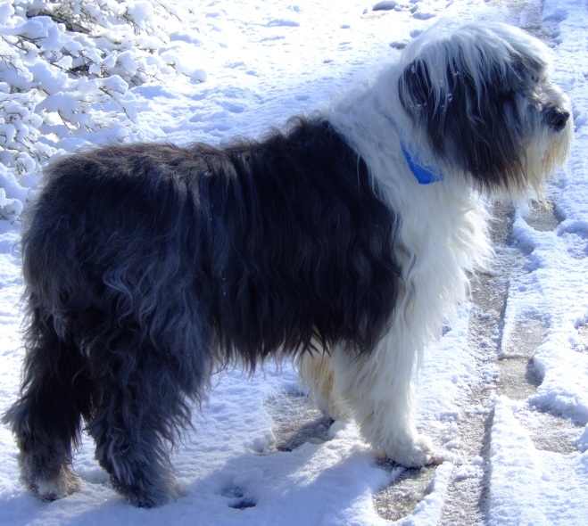 Kö-Pi`s 599 Bourbon gen. ( Rudi ) 15.10.1996 - 21.10.2010