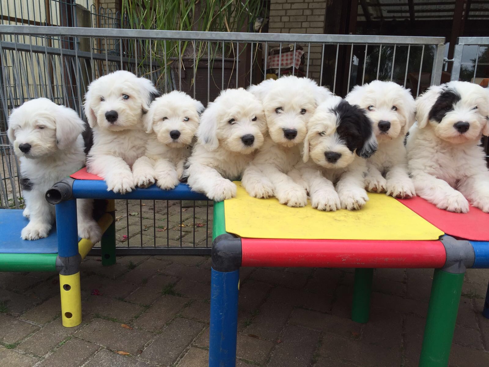 Kö-Pi`s 599 Bobtail-Old English Sheepdog seit 1979 VDH FCI