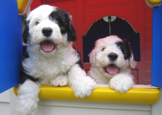 Balu der Presi
